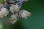 American witch-hazel